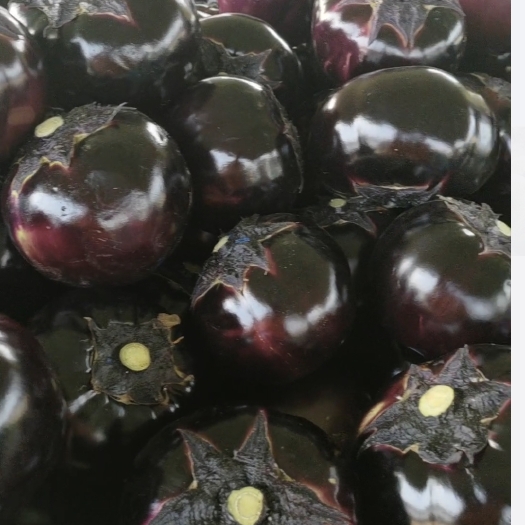 博爱县￼ 圆茄 优质万亩蔬菜茄子大量供应商超产地直销价格便宜