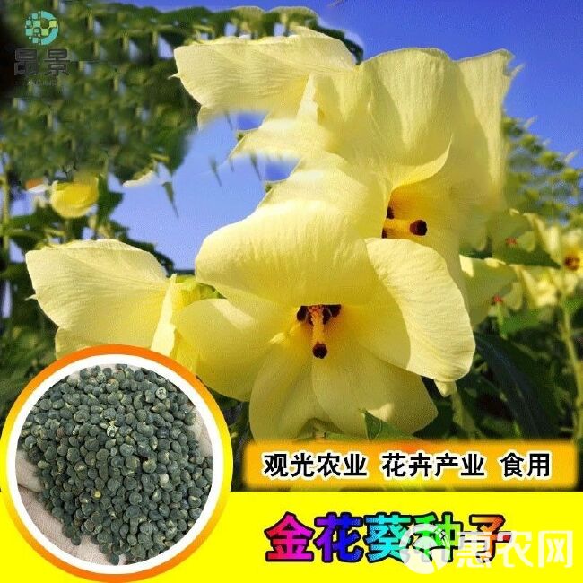 金花葵种子，菜芙蓉野芙蓉黄蜀葵种籽春季观赏保野菜秋季吃花籽种