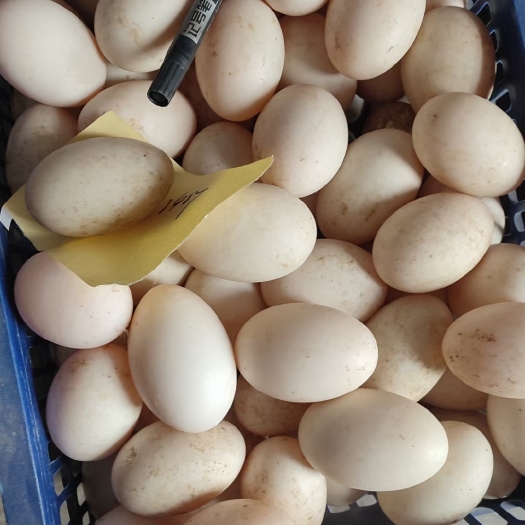 上蔡县双黄白皮大鸭蛋