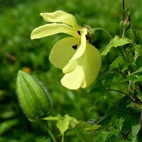 金花葵种子，菜芙蓉野芙蓉黄蜀葵种籽春季观赏保野菜秋季吃花籽种