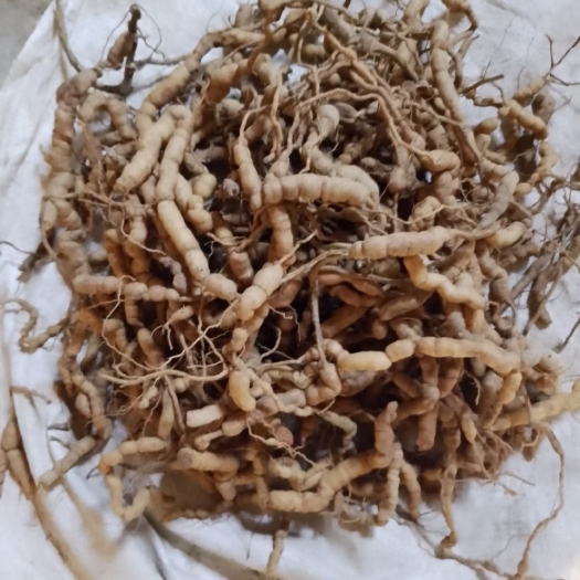 德庆县y非种植巴戟鸡肠风