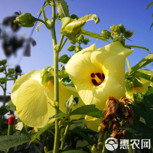 金花葵种子，菜芙蓉野芙蓉黄蜀葵种籽春季观赏保野菜秋季吃花籽种