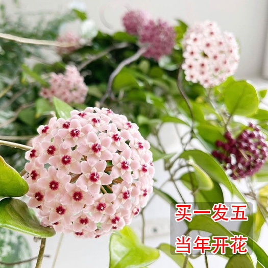 四季球兰花盆栽绿叶球兰花大苗室内外阳台爬藤吊兰花盆栽球形花卉
