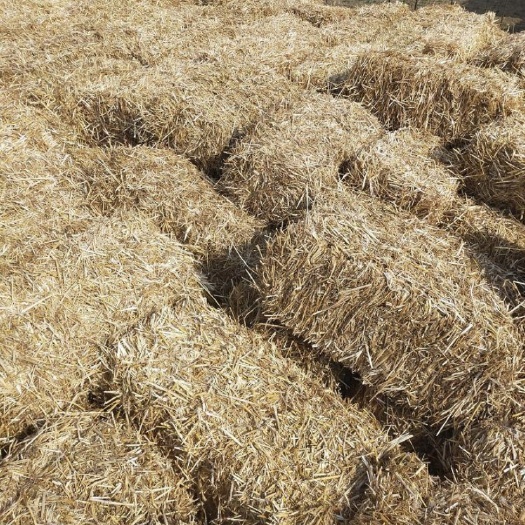 巨野县小麦秸秆