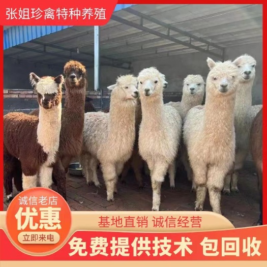 嘉祥县迷你羊驼听话可爱 各种规格羊驼 羊驼价格 景区动物园萌宠