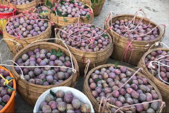 琼中县山花梨