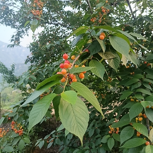 宜昌樱桃