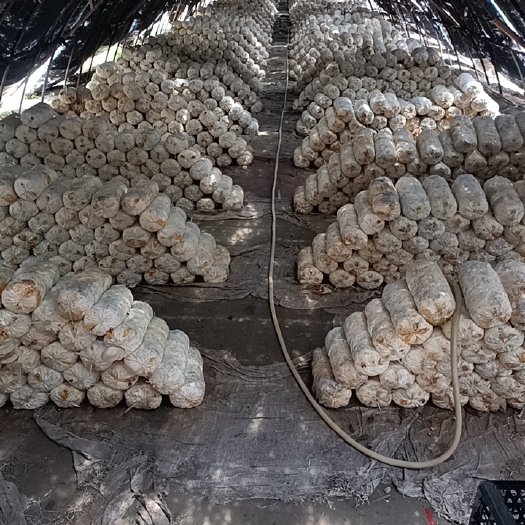 泰兴市免费出售废弃平菇菌棒