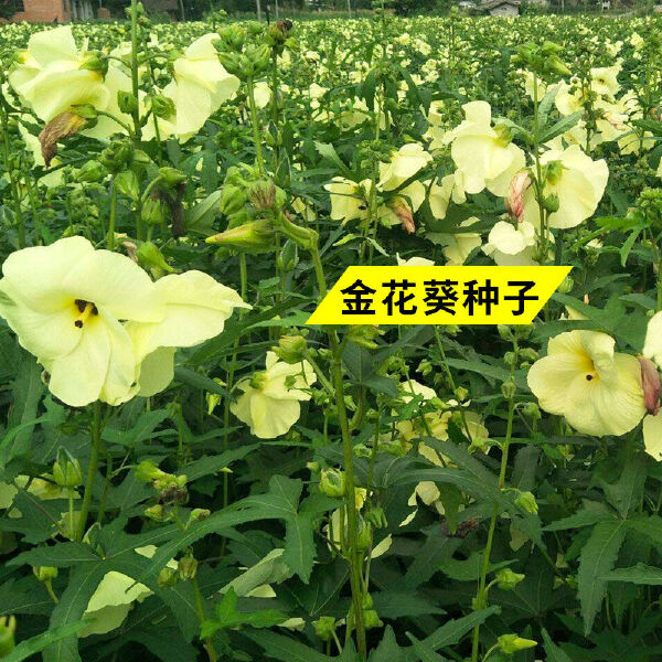 金花葵种子，菜芙蓉野芙蓉黄蜀葵种籽春季观赏保野菜秋季吃花籽种