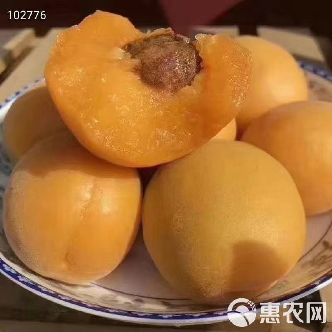 新黄河故道大棚金太阳杏大量上市中，个大，色亮，味甜，对接各大