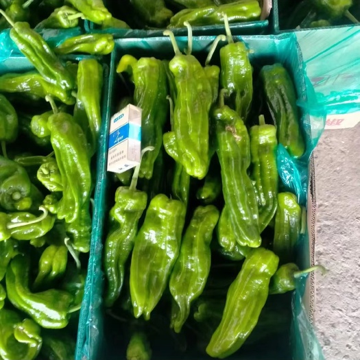 鮮辣椒 蕪湖椒 薄皮椒