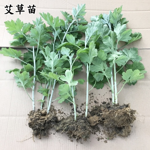 随县艾草