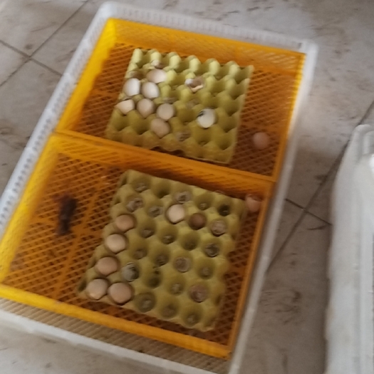 滑县新鲜柴鸡蛋