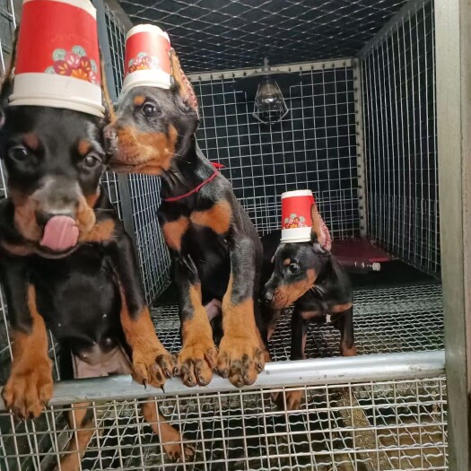 嘉祥县杜宾犬