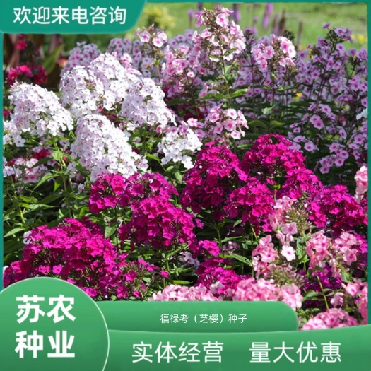 福禄考种子芝樱种子四季种易活庭院阳台种多年生开花不断花卉耐寒