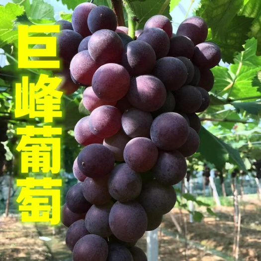威县串大粉好