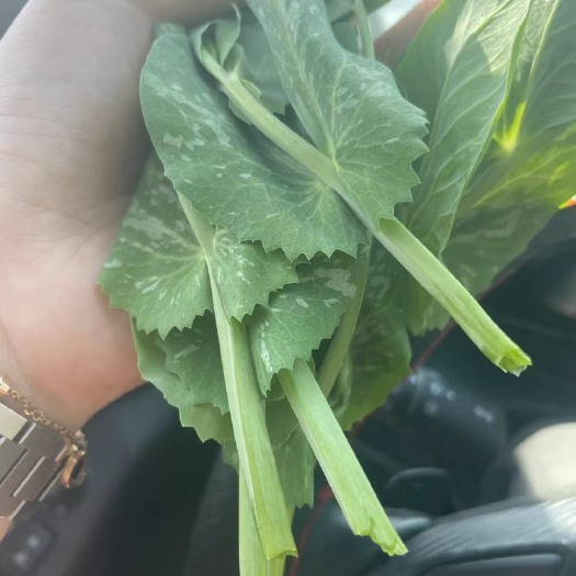 新沂市精品豆尖
