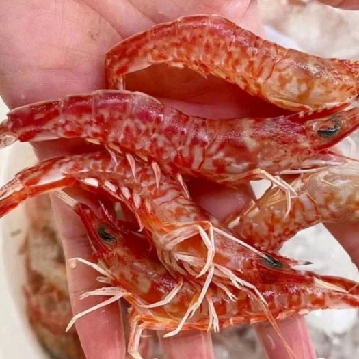 连云港樱花虾 深海新鲜活冻玫瑰虾 火焰虾 餐厅供应，团购精品
