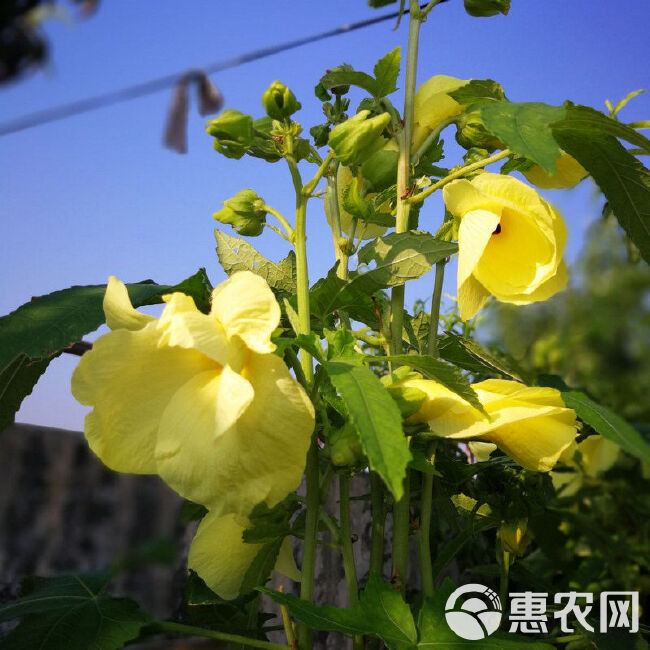 金花葵种子，菜芙蓉野芙蓉黄蜀葵种籽春季观赏保野菜秋季吃花籽种