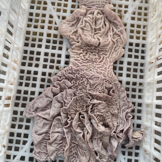 广州伞肚