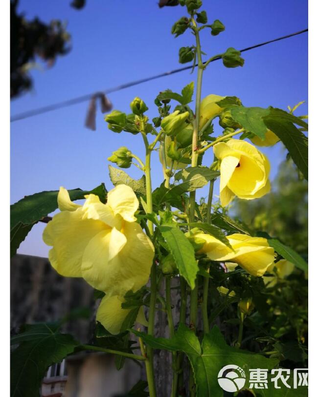 金花葵种子，菜芙蓉野芙蓉黄蜀葵种籽春季观赏保野菜秋季吃花籽种