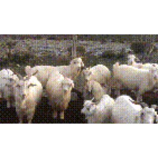 高原放牧绒山羊  有嚼劲 无膻味适用于屠宰（活羊）