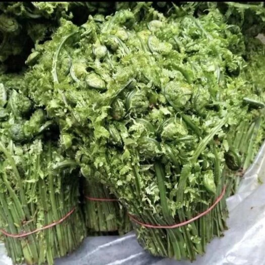 虎林市批发山野菜，微菜，刺老芽，黄瓜香，寒葱，猴腿，黄花菜，婆婆丁
