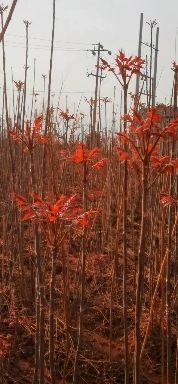宁阳县香椿之乡的红油香椿树苗，家家香椿，户户椿香，是这里特色。