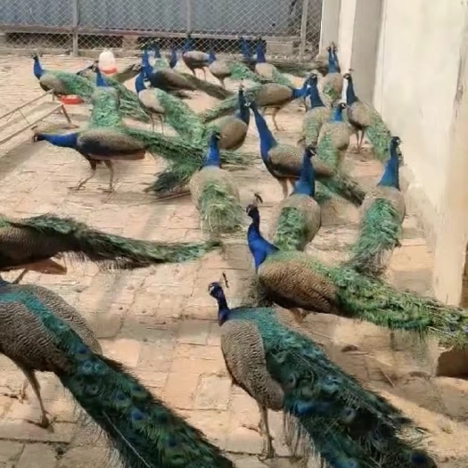 嘉祥县孔雀苗多少钱，孔雀价格  孔雀养殖场在哪里
