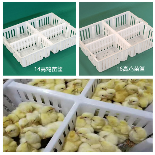 诸城市雏鸡用塑料周转筐 14高鸡苗运输箱子 装鸡苗用周转筐