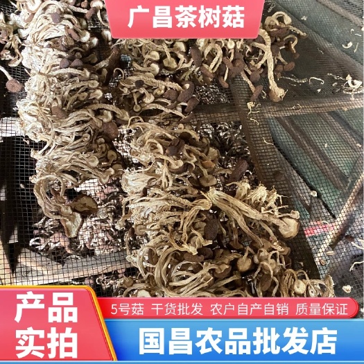 广昌县茶树菇 广昌 5号菇 未开伞