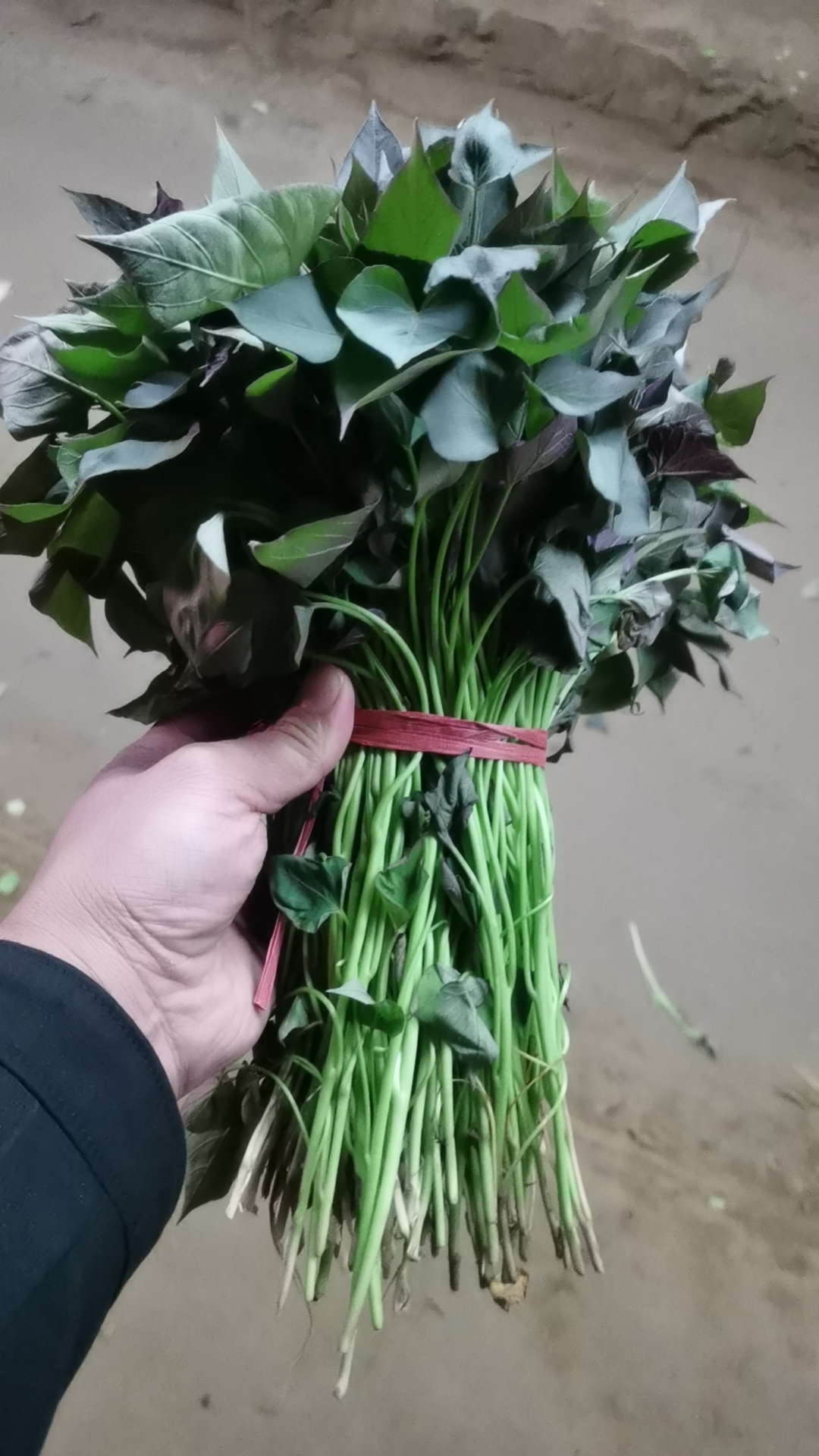 梁山伍群薯业农民专业合作社岀售各种脱毒红薯苗，27年专业育苗