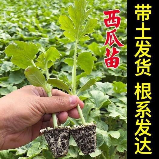桂东县湖南8424直根西瓜秧苗