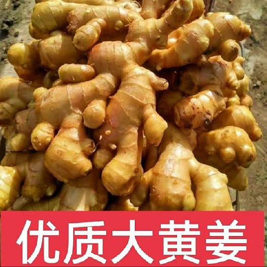 大黄姜坏烂包赔 山东生姜产地批发一手货源供应电商 市场 商超