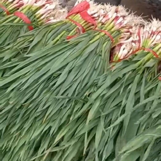 海东红根蒜苗