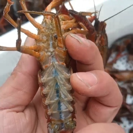 深圳从湖北来的货，每天上午下单，第二天上午到，真实可靠
