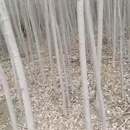 天水白杨