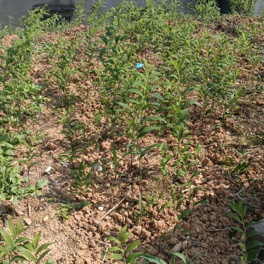 宜昌倒苗多花姜形黄精家种苗，大田驯化大苗
