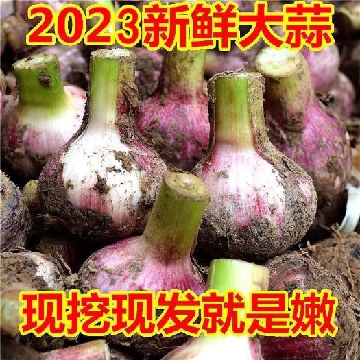 杞县一件代发新鲜大蒜早熟紫皮大蒜红皮蒜头腌制糖醋蒜专用蒜头