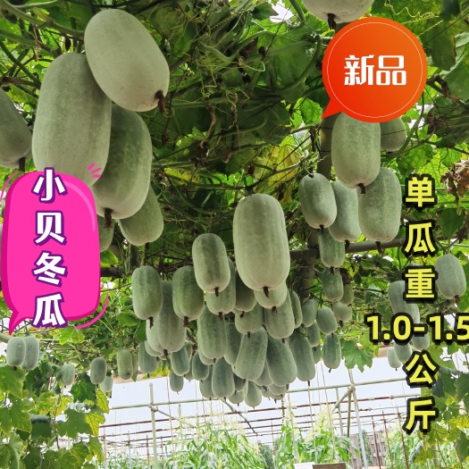 广州袖珍粉皮冬瓜 小贝冬瓜种子 单瓜重约1.2～1.5公斤 包邮