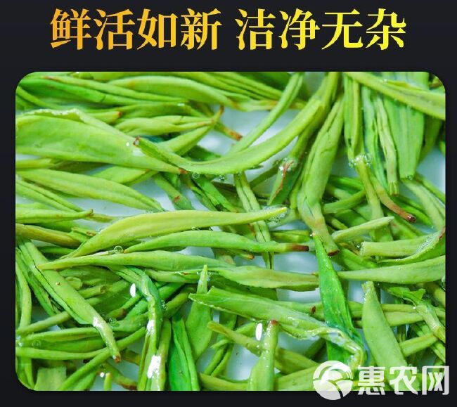 毛尖2023新茶毛尖绿茶春茶新茶浓香型嫩芽茶叶