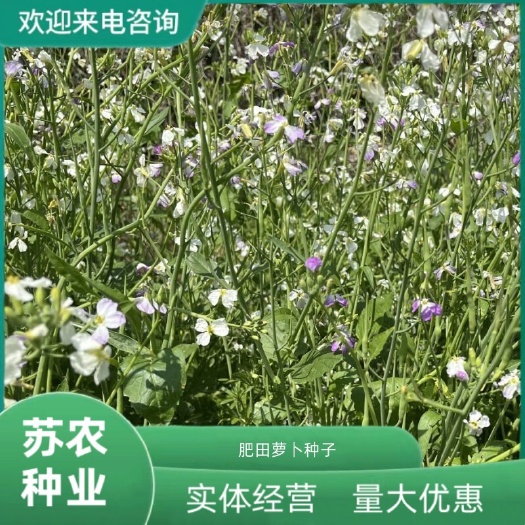 沭阳县肥田萝卜种子果园天然优质绿肥种籽满园花茹菜饲肥兼用
