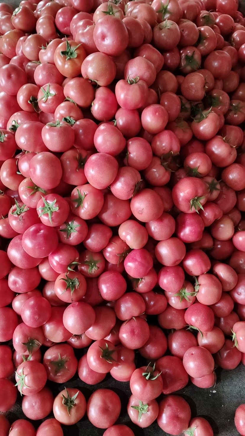 西红柿一手货源，寿光一手货源