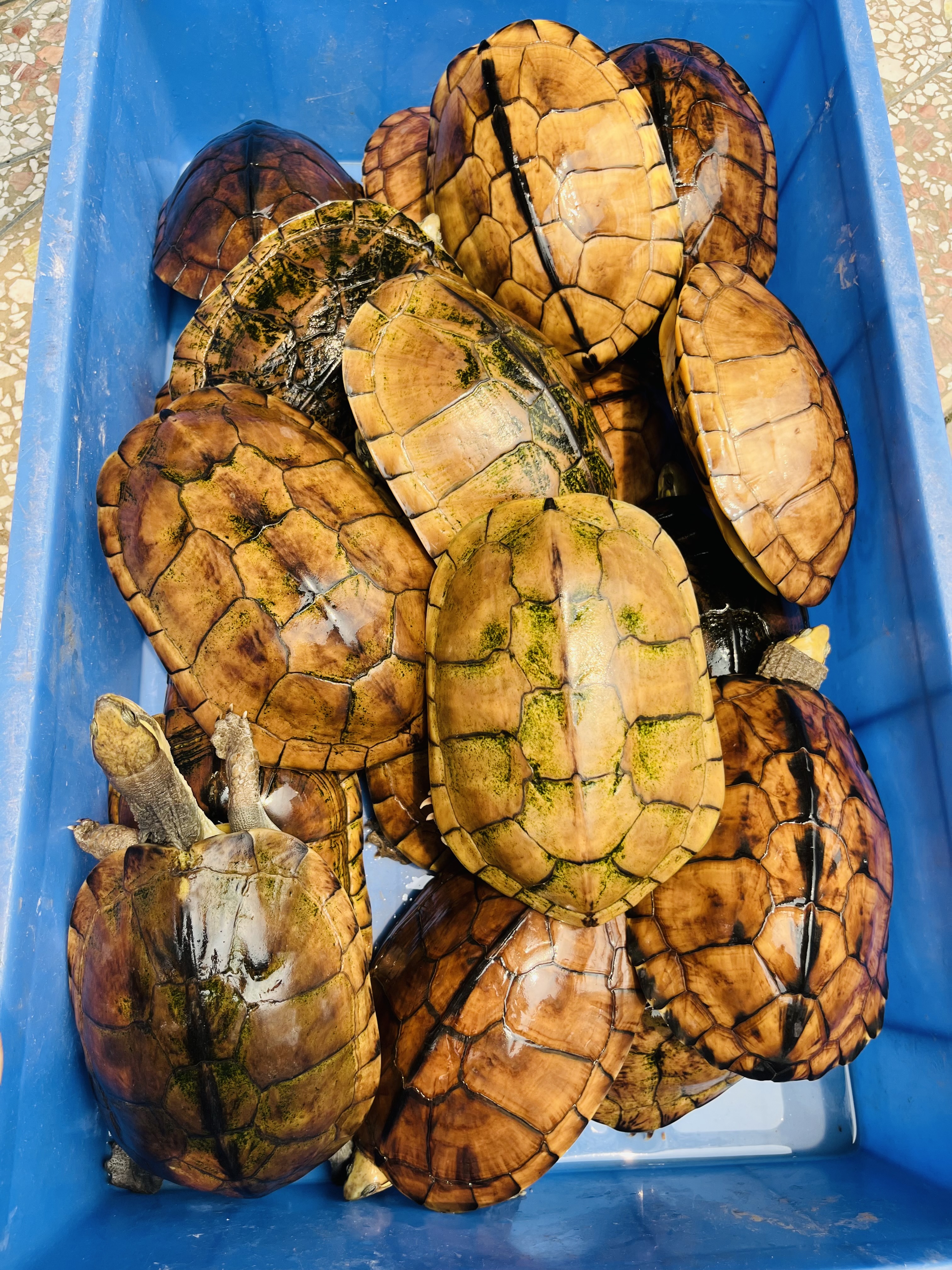 40元一斤出20个十几精品南石种龟，5公15母，龟健康