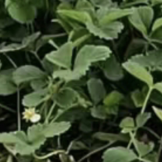 中牟县红颜草莓苗