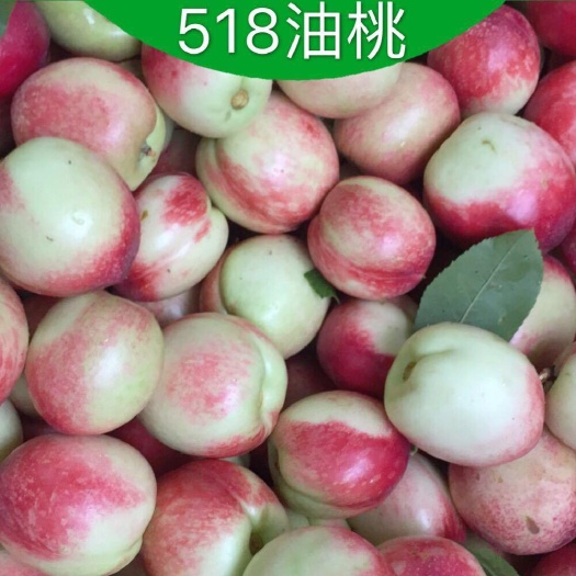 供应优质露天518油桃曙光油桃中油16油桃突围毛桃