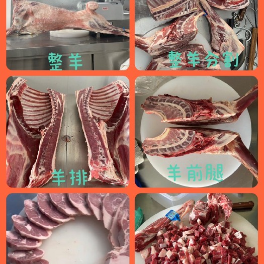 济南宁夏滩羊 不腥不膻 羊腿 羊排 羊肉卷 羊肉串