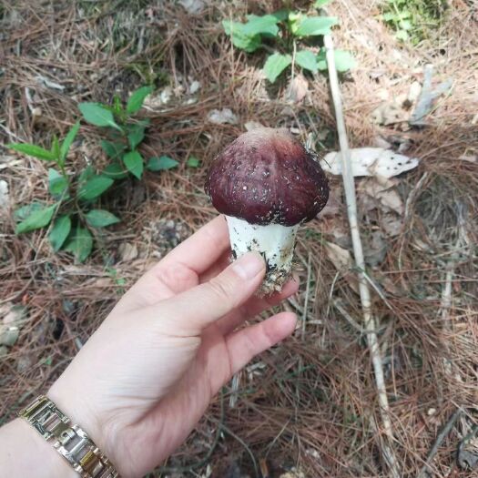 贵阳林下赤松茸