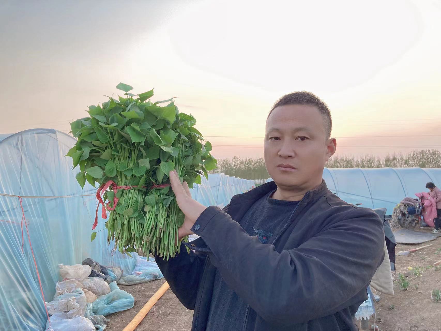 梁山伍群薯业农民专业合作社岀售各种脱毒红薯苗，27年专业育苗