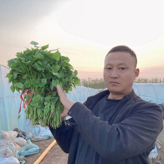 梁山伍群薯业农民专业合作社岀售各种脱毒红薯苗，27年专业育苗